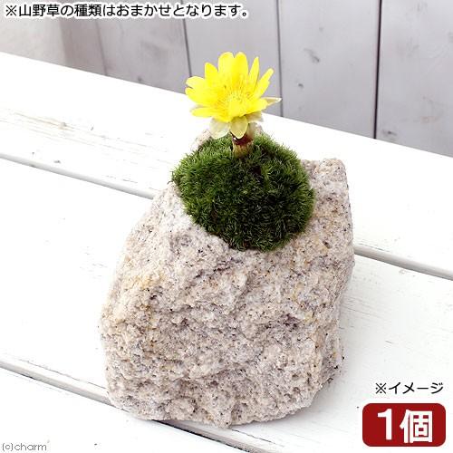 （山野草）苔盆栽　抗火石鉢植え　春の山野草　品種おまかせ　（１鉢）