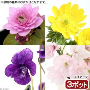 （山野草）春の植物　品種おまかせ（３ポット）｜chanet