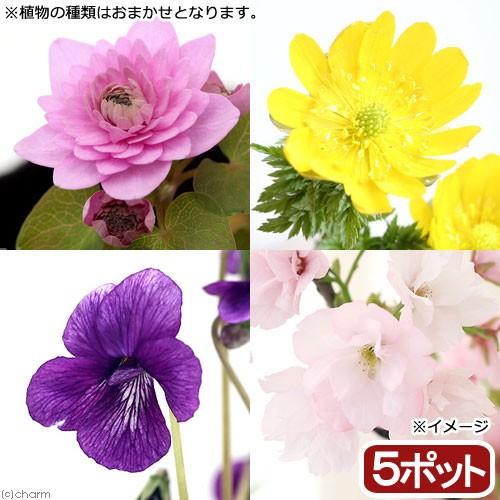 （山野草）春の植物　品種おまかせ（５ポット）