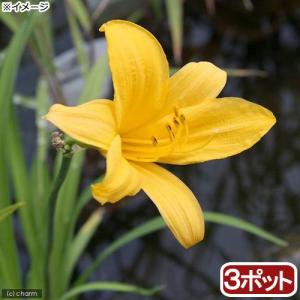 （ビオトープ）水生植物　ニッコウキスゲ（３ポット）　湿生植物（休眠状態）