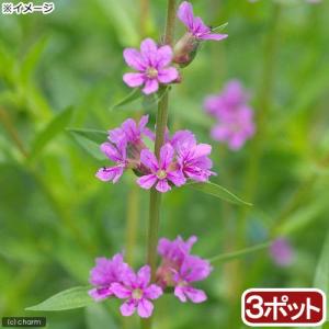 （ビオトープ）水生植物　エゾミソハギ（３ポット）　湿性植物