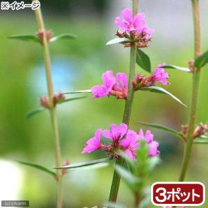（ビオトープ）水生植物　ミソハギ（３ポット）　抽水〜湿生植物（休眠状態）