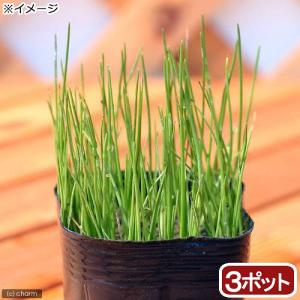 （ビオトープ）水生植物　ヒメホタルイ（３ポット）　抽水〜湿性植物（休眠状態）