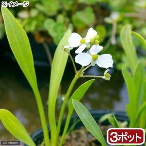 (ビオトープ)水辺植物 ナガバオモダカ(サジタリ...の商品画像