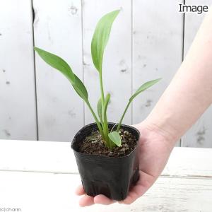 (ビオトープ)水生植物 ナガバオモダカ(サジタ...の詳細画像1