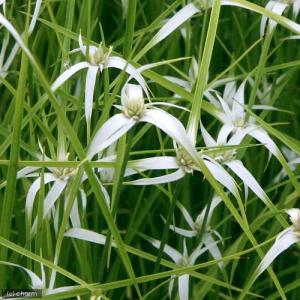 (ビオトープ)水生植物 シラサギカヤツリ(3ポ...の詳細画像1