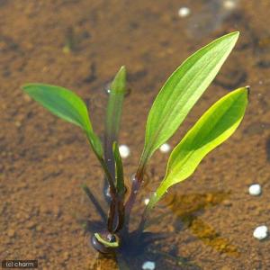(ビオトープ)水辺植物 ヒメオモダカ(3ポット...の詳細画像1