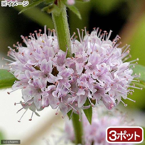 （山野草）ニホンハッカ（日本薄荷）原種　３号（３ポットセット）（休眠状態）