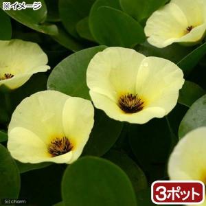 （ビオトープ）水生植物　ウォーターポピー（ミズヒナゲシ）（３ポット）　浮葉植物（休眠状態）