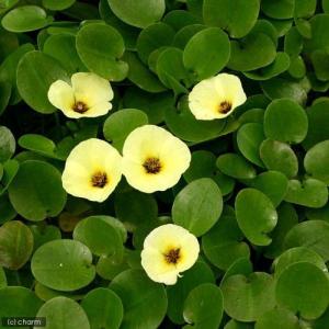 (ビオトープ)水生植物 ウォーターポピー(ミズ...の詳細画像2
