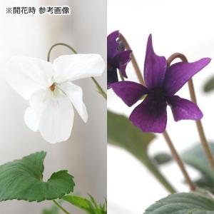 (盆栽)苔玉 スミレ 品種おまかせ(1個) 観...の詳細画像1