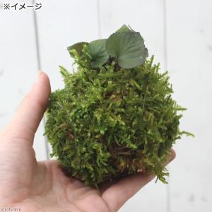 (盆栽)苔玉 スミレ(菫)品種おまかせ・記載無...の詳細画像2