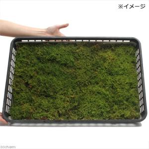 (観葉植物)テラリウム 苔 大トレー ハイゴケ...の詳細画像1