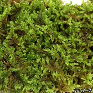 (観葉植物)テラリウム 苔 大トレー ハイゴケ...の詳細画像2