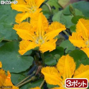 (ビオトープ)水生植物 アサザ 夕日(3ポット)...の商品画像