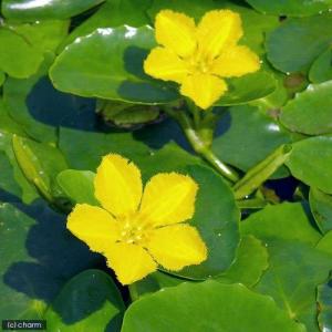 (ビオトープ)水生植物 アサザ レモンイエロー...の詳細画像1