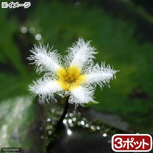 （ビオトープ）水生植物　ガガブタ（３ポット）　浮葉植物