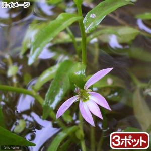 （ビオトープ）水生植物　ミゾカクシ（３ポット）　湿生植物　日本産水草（休眠状態）