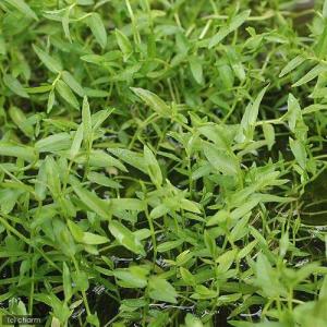 (ビオトープ)水生植物 ミゾカクシ(3ポット)...の詳細画像1