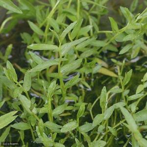 (ビオトープ)水生植物 ミゾカクシ(3ポット)...の詳細画像2