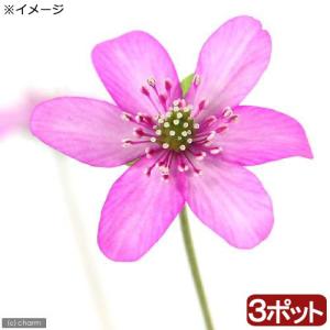 ミスミソウ 花の商品一覧 通販 Yahoo ショッピング
