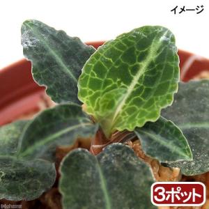 観葉植物）マコデス ぺトラ Black Type 2号（1鉢