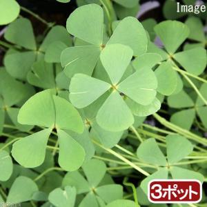 （ビオトープ）水生植物　ナンゴクデンジソウ（３ポット）　抽水〜浮葉植物（休眠状態）