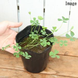 (ビオトープ)水生植物 ナンゴクデンジソウ(3...の詳細画像1