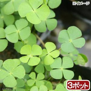 （ビオトープ）水生植物　デンジソウ（３ポット）　抽水〜浮葉植物（休眠状態）