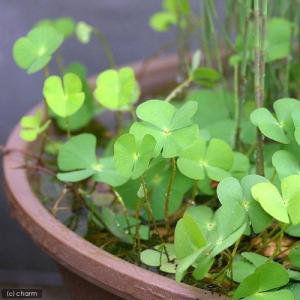 (ビオトープ)水生植物 デンジソウ(3ポット)...の詳細画像1