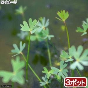 （ビオトープ）水辺植物　フギレデンジソウ（３ポット）　抽水〜浮葉植物