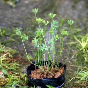 (ビオトープ)水生植物 フギレデンジソウ(3ポ...の詳細画像1