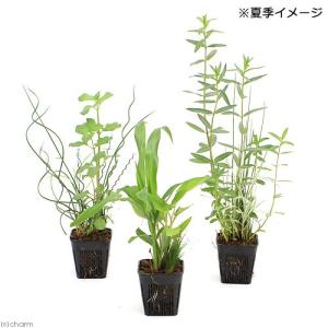 (ビオトープ)水生植物 メダカが喜ぶ水生植物!...の詳細画像2