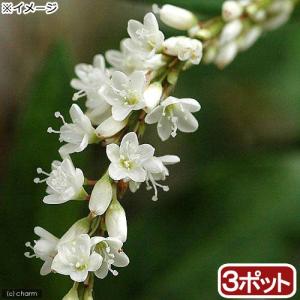 （ビオトープ）水生植物　シロバナサクラタデ（３ポット）　湿性植物（休眠状態）