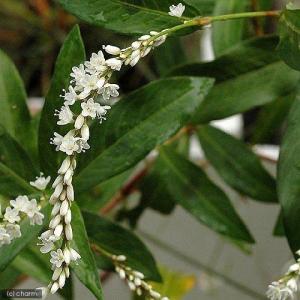 (ビオトープ)水生植物 シロバナサクラタデ(3...の詳細画像1