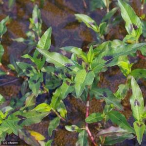 (ビオトープ)水生植物 シロバナサクラタデ(3...の詳細画像2
