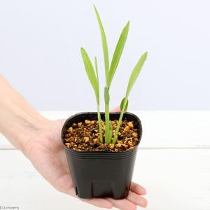 (ビオトープ)水生植物 ジュズダマの苗 3号(...の詳細画像1