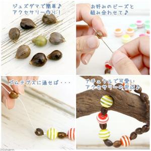 (ビオトープ)水生植物 ジュズダマの苗 3号(...の詳細画像2