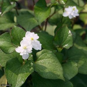 (ビオトープ)水生植物 八重咲きドクダミ(無農...の詳細画像1