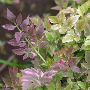 (ビオトープ)水生植物 アケボノセリ(3ポット...の詳細画像1