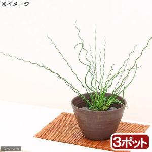 （ビオトープ）水生植物　ラセンイ（３ポット）　湿生植物（休眠状態）