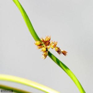 (ビオトープ)水生植物 ラセンイ(無農薬)(3...の詳細画像2