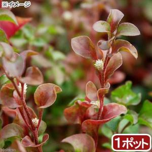 (ビオトープ)水辺植物 アルター レッド(1ポッ...の商品画像