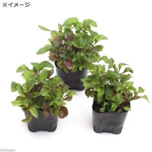 (ビオトープ)水生植物 アルター レッド(3ポ...の詳細画像1
