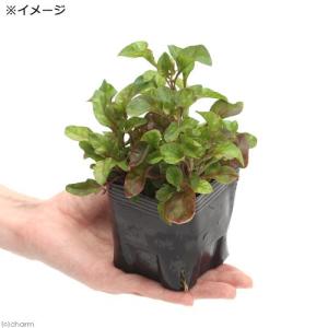 (ビオトープ)水生植物 アルター レッド(3ポ...の詳細画像2