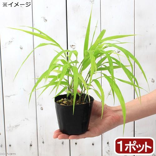 （山野草）フウチソウ（楓知草）黄金フウチソウ（黄金楓知草）　２．５〜３号（１ポット）（休眠状態）