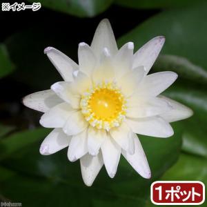 （ビオトープ）睡蓮　熱帯性睡蓮（スイレン）（白）　スターホワイト（１ポット）（ムカゴ種）（休眠状態）
