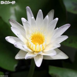 (ビオトープ)睡蓮 熱帯性睡蓮(スイレン)(白...の詳細画像2