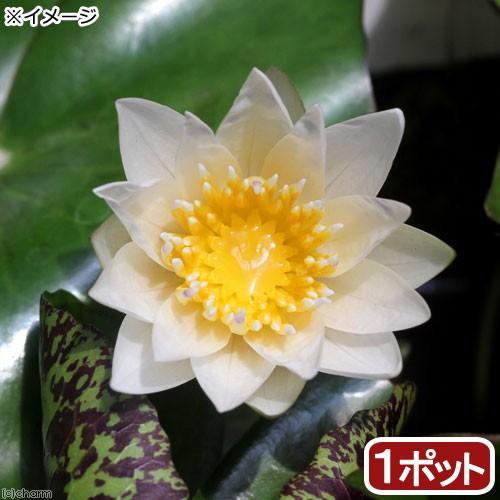 （ビオトープ）睡蓮　熱帯性睡蓮（スイレン）（白）　ジャニス（１ポット）（ムカゴ種）
