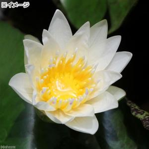 (ビオトープ)睡蓮 熱帯性睡蓮(スイレン)(白...の詳細画像1